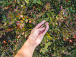 © Konstantin Aksenov - Woman is picking blueberries in forest. Sunny autumn day. Autumn harvest of wild growing berries.