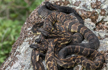 Timber Rattlesnakes At New York Birthing Rookery 