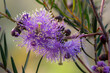 Melaleuca radula, commonly known as graceful honey-myrtle, is a plant in the myrtle family, Myrtaceae and is endemic to the south-west of Western Australia. 