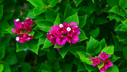 Wall Mural - Beautiful magenta bougainvillea