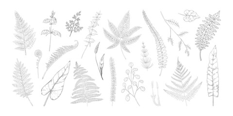 Forest leaves. Hand drawn fern foliage. Grass and bushes greenery. Vintage botanical sketch with bourgeon and sprout. Natural black and white elements set. Vector graphic flora templates