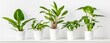 Leinwandbild Motiv Collection of various tropical houseplants displayed in white ceramic pots. Potted exotic house plants on white shelf against white wall. Home garden banner.