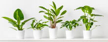 Collection Of Various Tropical Houseplants Displayed In White Ceramic Pots. Potted Exotic House Plants On White Shelf Against White Wall. Home Garden Banner.