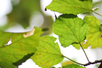 Wall Mural - Mulberry leaves and branches with leaf bokeh in the background.