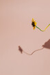 Leinwandbild Motiv  Sunflowers on wire with shadow on pastel background.