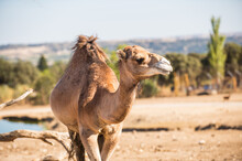 Portrait Of A Dromedary Or Arabian Camel, Camelus Dromedarius, Taking A Look Around