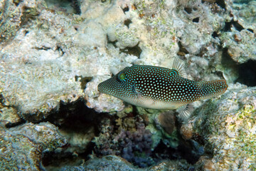 Sticker - Spotted toby mimic - Red sea fish,Egypt