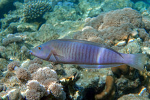 Ring Wrasse Or Ringed Slender Wrasse (Hologymnosus Annulatus)
 - Coral Fish Red Sea Egypt
