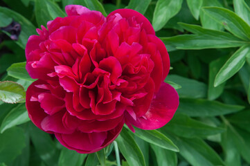 Pink peony close up on the bush