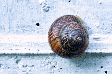 brown wild big snail crawling on white wall