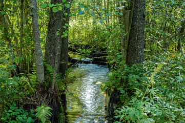small stream in green forest