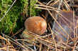 ein Steinpilz im Wald gefunden, umgeben von Moos und Gras
