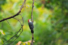 Red Bellied Woodpecker On A Vine