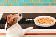 Funny dog desires to eat apple pie made for Thanksgiving dinner