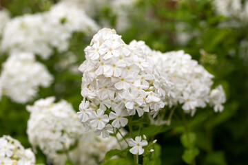 Wall Mural - White Phlox paniculata flowers blooming in summer cottage garden