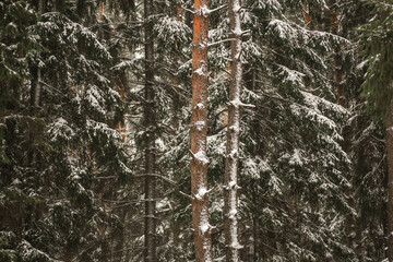 Pine tree forest texture. Winter forest close up photography. Pine trees covered by snow. Beautiful winter landscape in Belarus.