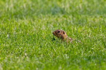 Wall Mural - Thirteen-lined ground squirrel (Ictidomys tridecemlineatus) on the meadow.