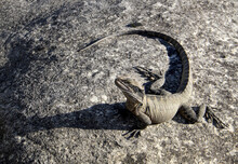 Lizard (Eastern Water Dragon) On Sandstone Rock