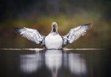Red-throated Loon With Wings Wide Open