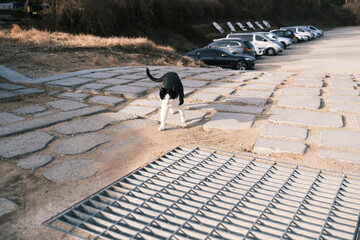 A picture of a cat in the countryside.