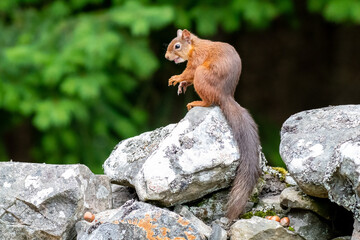 Wall Mural - A red squirrel (Sciurus vulgaris) on a wall in a forest in northern Scotland