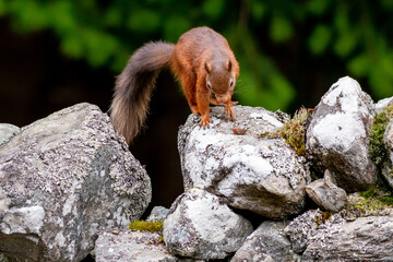 Wall Mural - A red squirrel (Sciurus vulgaris) on a wall in a forest in northern Scotland