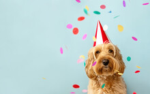Cute Dog Celebrating At A Birthday Party