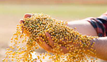 Wall Mural - Farmer holding soy grains in his hands