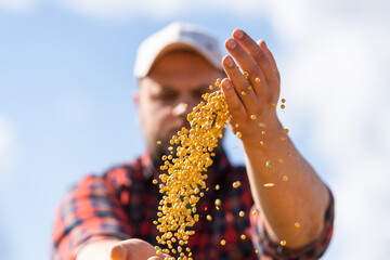 Wall Mural - Farmer holding soy grains in his hands