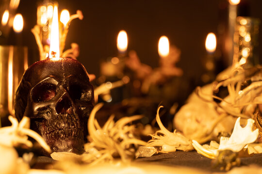 Selective focus on skull. Occult and esoteric witch doctor still life. Halloween background with magic objects. Black candle, crystal stones, and animal jaw on witch table. Mystic witchery background.