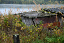 A Destroyed Wooden Shed In The Village, Overgrown With Raspberries