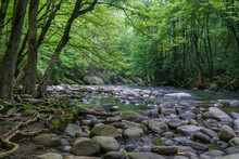 Low Creek Bed With Smooth Stones And Exposed Tree Roots, Green Canopy Overhead