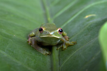 Close Up Photo Of Malayan Tree Frog  (  Rhacoporus Prosimians )