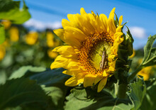 Sunflower On The Field With Grasshopper