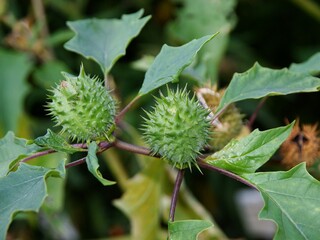 Wall Mural - green thorny fruits of Datura plant close up