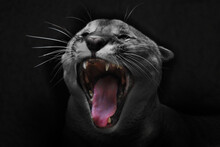 The Cry Of The Cat. The Head Of A Cougar Is Close-up With An Open Red Mouth,  Coat Is Discolored.