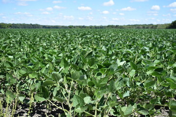 Canvas Print - Soybean Plants