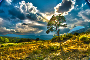 Wall Mural - Tree in Rural Landscape