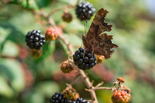 Blackberry Or Blackberries On A Plant With Ripened And Unripened Fruits