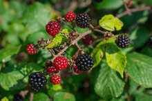 Blackberry Or Blackberries On A Plant With Ripened And Unripened Fruits
