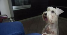 Beauty White, Silver Miniature Schnauzer Dog Barking, Wants To Go To The Toilet, Calling The Owner For A Walk. Want To Attract The Attention Of The Owner With Paws To Go To The Toilet Outside Home