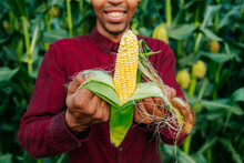 Close Up Of Joyful Farmer Agronomist Looking At Camera And Peeling Corn Ear On The Cob. Ripe Maize Environmentally Friendly Food. Agriculture And Agronomy.