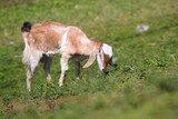 Fototapeta  - Goat with long ears and brown fur is eating grass in the fields on a sunny morning