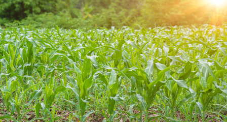 Poster - Maize seedling field at sunrise background. Agriculture countryside landscape.