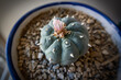 High angle shot of peyote cactus on a pot