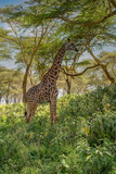 Fototapeta Sawanna - Giraffe in front Amboseli national park Kenya masai mara.(Giraffa reticulata) sunset.