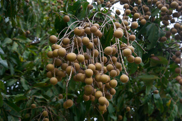 Wall Mural - Longan fruit hanging on the branch.