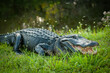 American Alligator in Florida Lake