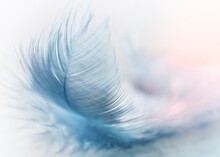Close-up View Of Beautiful Bird Feathers 