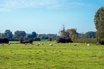 Wall Mural - Green field with grazing sheep near York, England